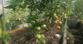 Запомните эти 2 продукта — и ваши помидоры перестанут болеть и будут расти как бешеные