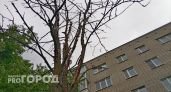 В областном центре 33-го региона из-за изумрудной златки вырубили 2784 дерева
