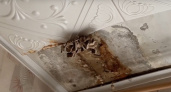 На потолке дома с протекающей крышей во Владимире начали расти грибы 