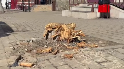 В историческом центре Владимира незаконно спилили деревья